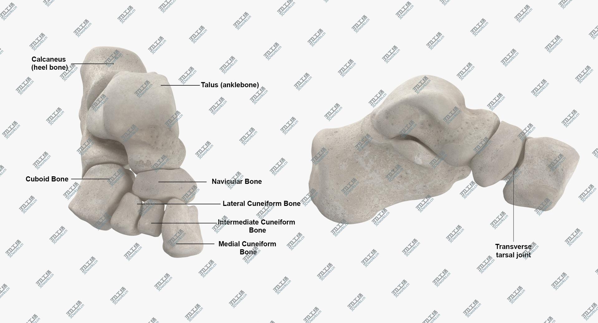images/goods_img/2021040232/Real Human Foot Bones Anatomy 01 White model/4.jpg